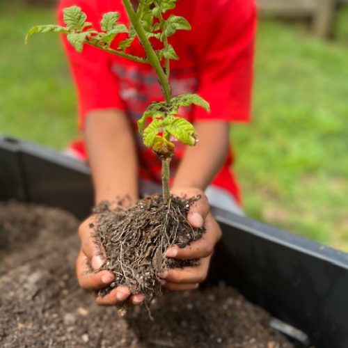 Planting our new plants