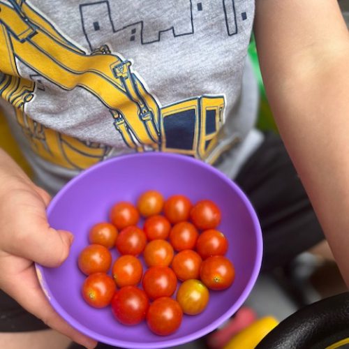 Tomato harvest! Home grown is the sweetest