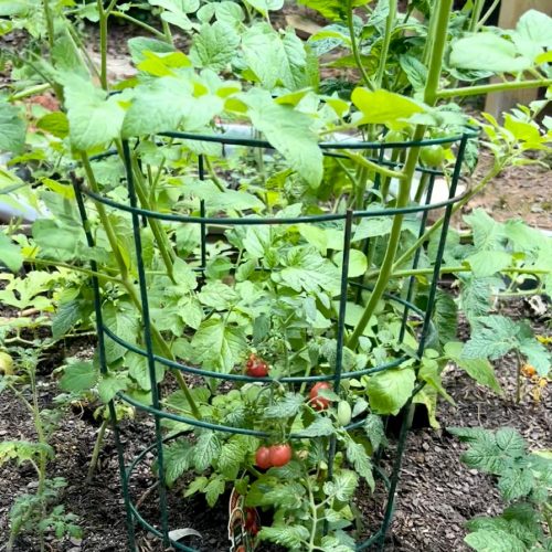 Sweet 100 tomatoes