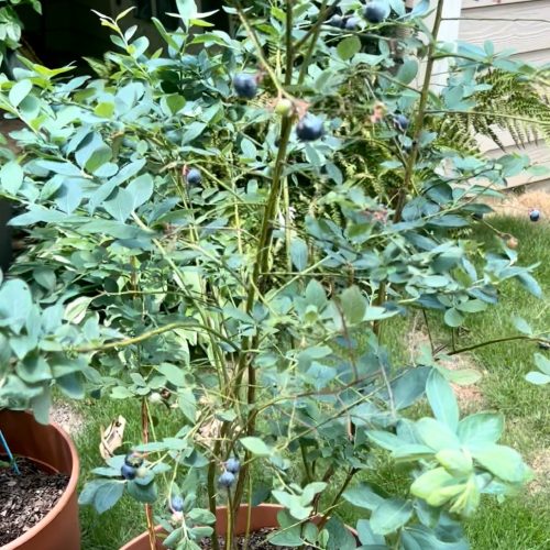 Blueberries in bloom