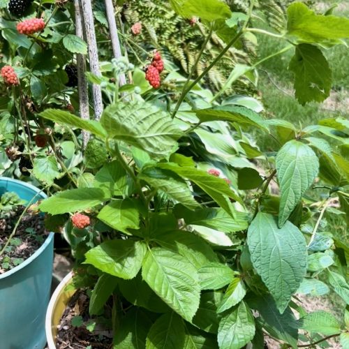 Blackberries in bloom