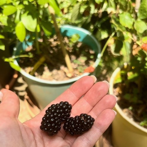 Picked Blackberries